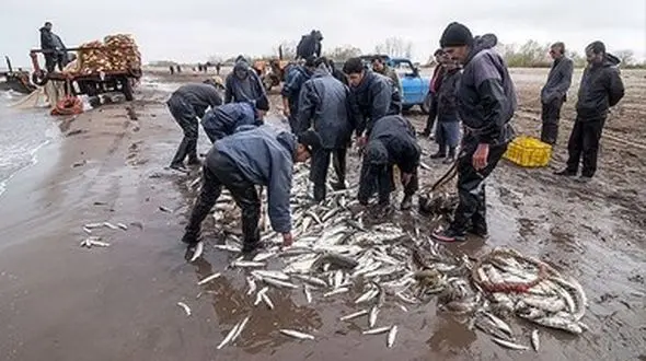 صید ماهی در سد سهند هشترود آغاز شد