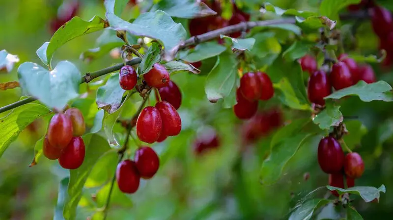 cornelin-cherry5