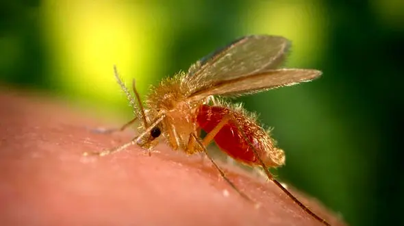 جولان یک بیماری در این شهر ایران + جزئیات