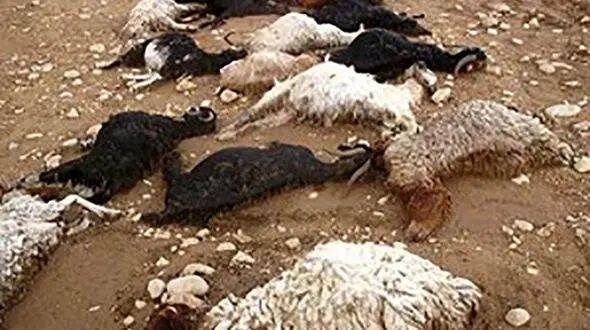تصادف مرگبار تریلر با گله گوسفندان در شوشتر 