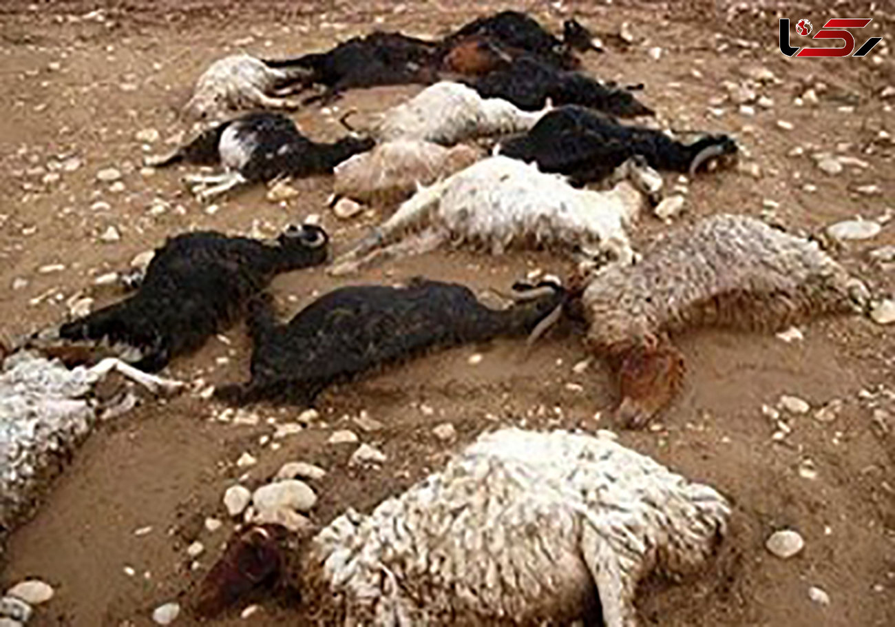 تصادف مرگبار تریلر با گله گوسفندان در شوشتر 
