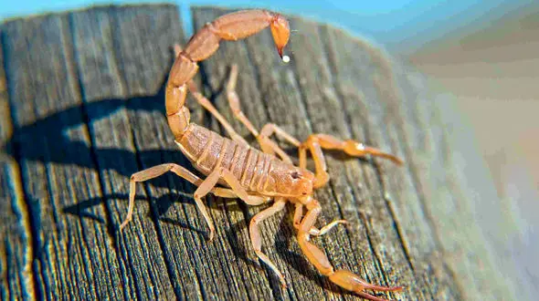 مرگ تلخ نوجوان هرمزگانی بر اثر عقرب گزیدگی 