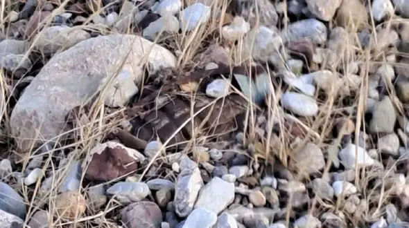 بارش باران نارنجک هایی را در ایلام نمایان کرد + عکس