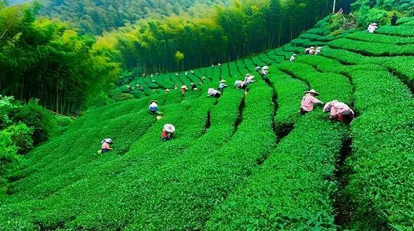 کلیپ‌زیبا از باغات چای و فصل برداشت چای  لاهیجان