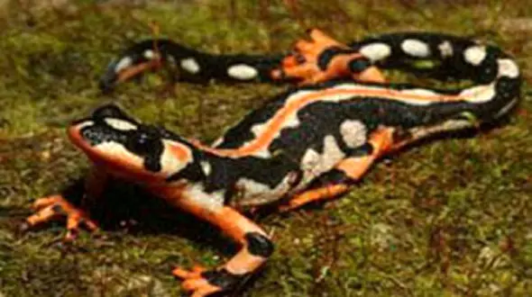 شناسایی زیستگاه جدید سمندر لرستانی در پلدختر