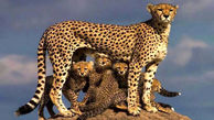 Iran’s Asiatic Cheetah Population Rises to 20, Says Department of Environment + Video