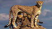 Iran’s Asiatic Cheetah Population Rises to 20, Says Department of Environment + Video