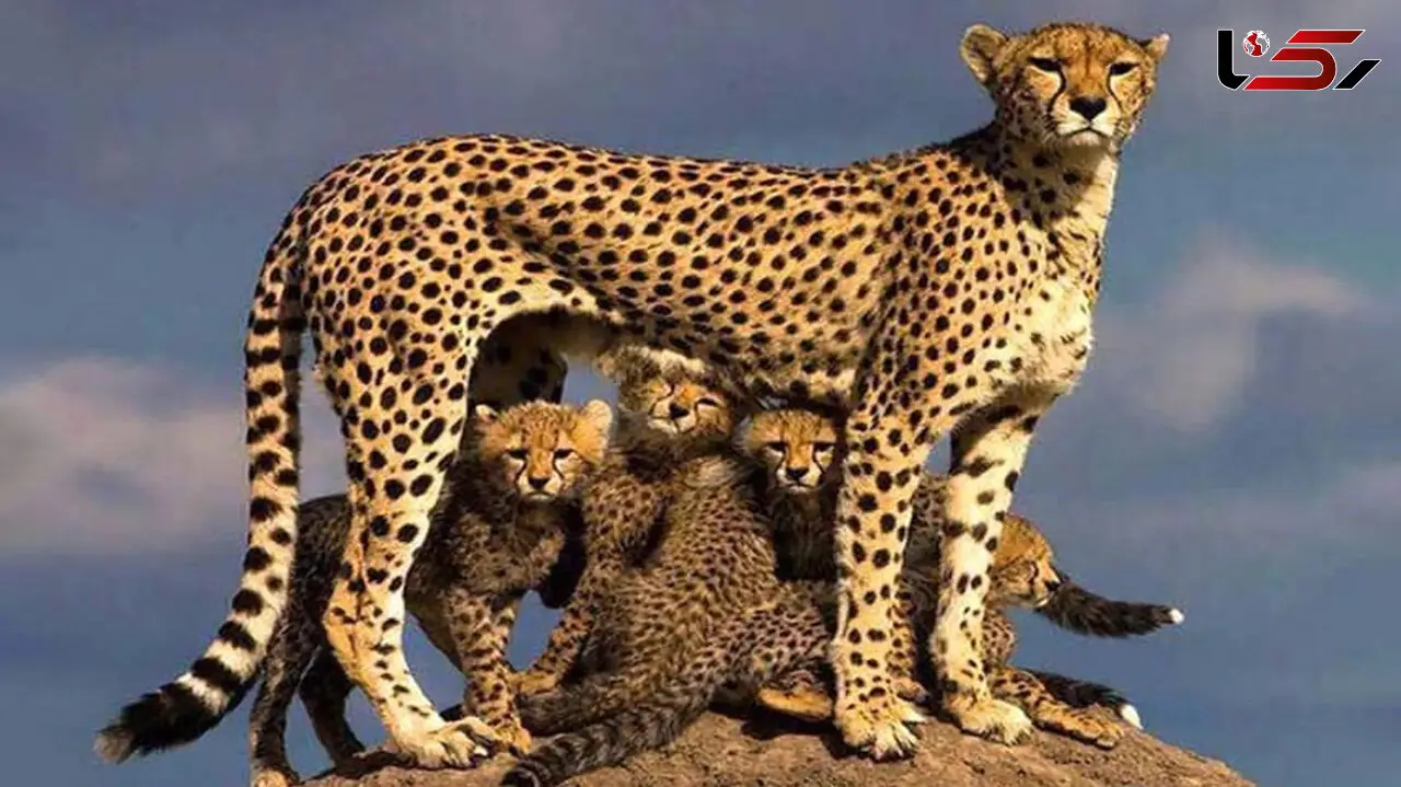 Iran’s Asiatic Cheetah Population Rises to 20, Says Department of Environment + Video