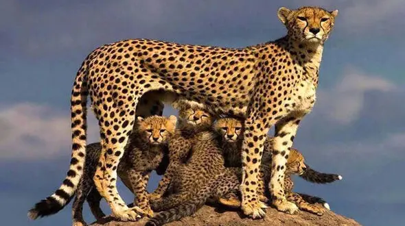 Iran’s Asiatic Cheetah Population Rises to 20, Says Department of Environment + Video
