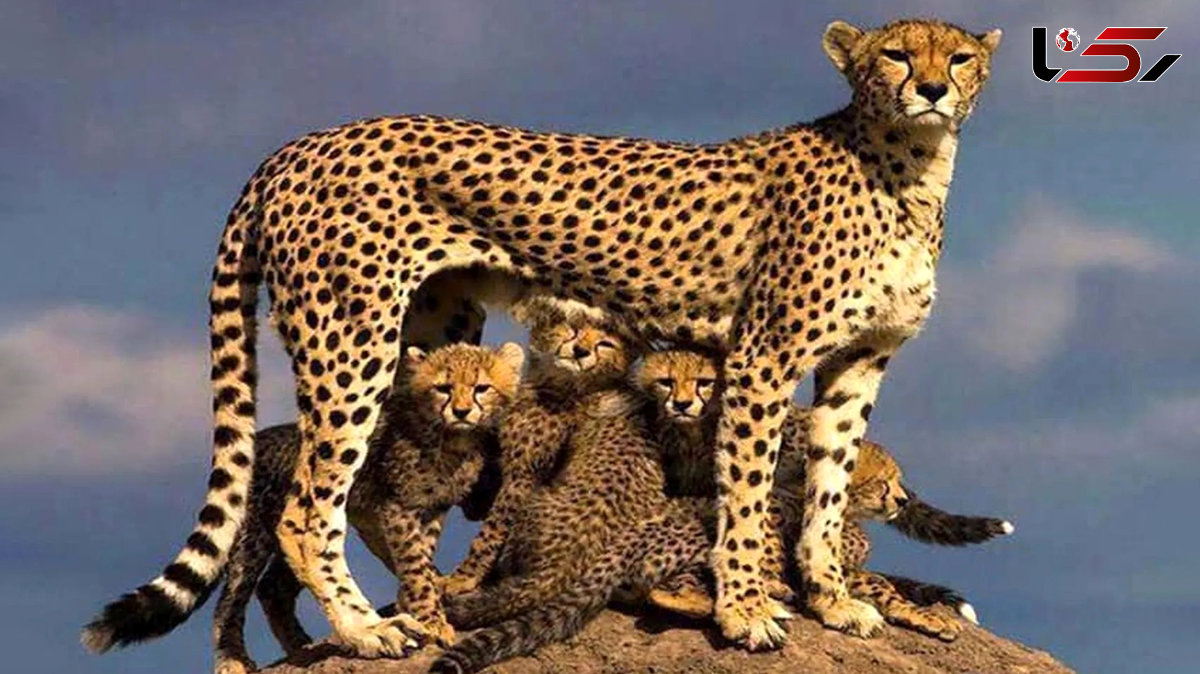 Iran’s Asiatic Cheetah Population Rises to 20, Says Department of Environment + Video