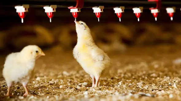 علت کمبود مرغ در بازار گرانی نهاده ها و آمارسازی مرغداران است   