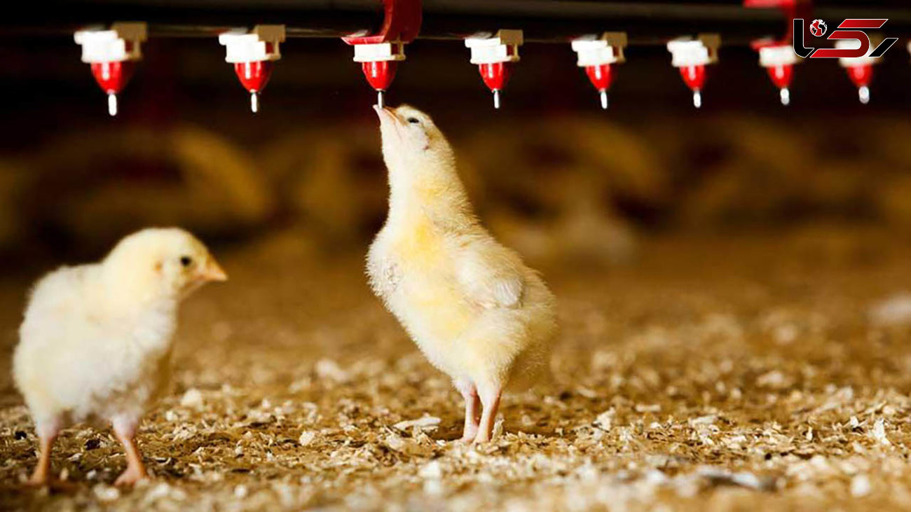 علت کمبود مرغ در بازار گرانی نهاده ها و آمارسازی مرغداران است   