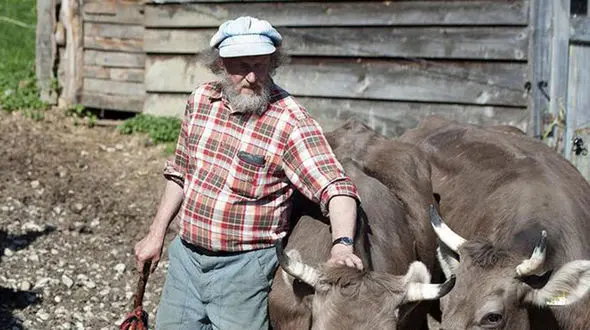 بریدن شاخ گاو و بز با همپرسی در سوییس