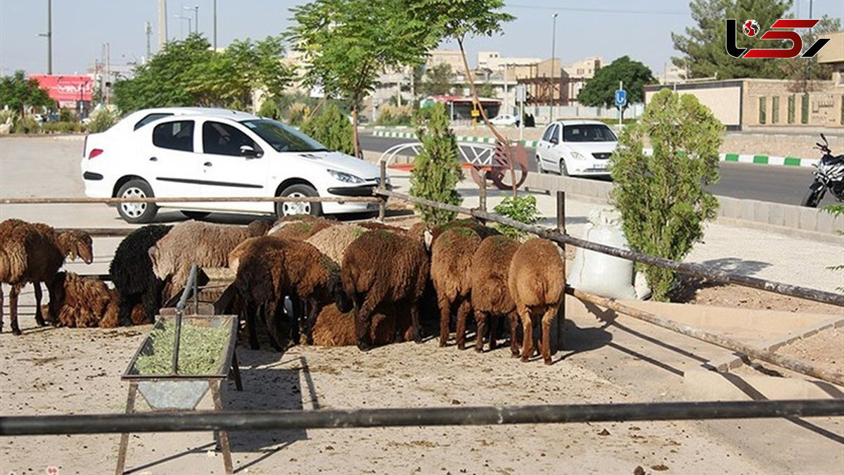 دستگیری قاچاقچیان دام در رزن همدان