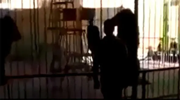 شیری که مربی‌اش را خورد! +فیلم