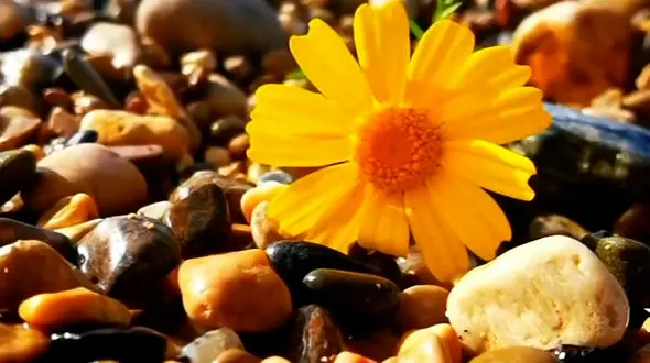 فال و طالع 20 اسفند + فیلم