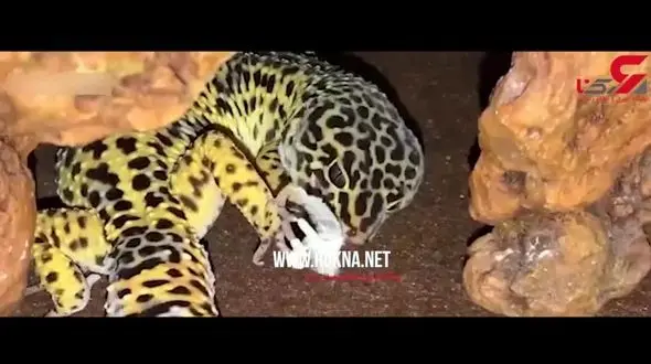 پوست اندازی مارمولک گکو + فیلم