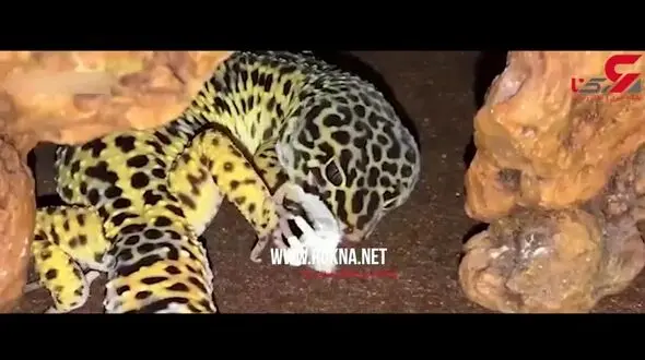 پوست اندازی مارمولک گکو + فیلم