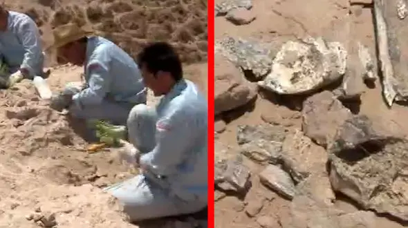 کشف یک گنج 9 میلیون ساله  در مراغه +فیلم
