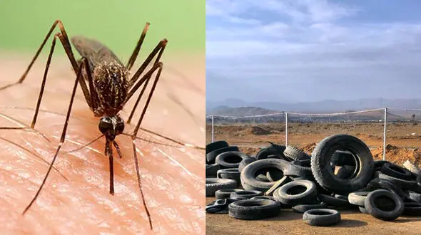 تب دنگی برای چه کسانی خطرناک تر است