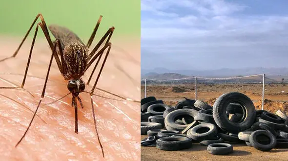 تب دنگی برای چه کسانی خطرناک تر است