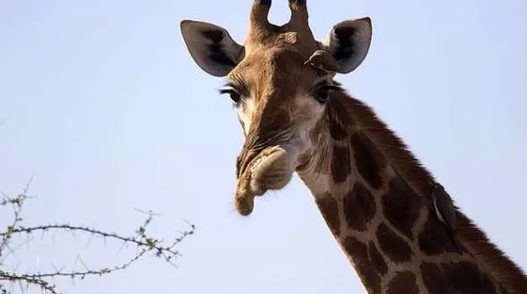 زرافه ای با دهانی داغون + عکس