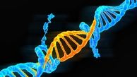 نقش ژن کرونا در ابتلا به کرونا / "ژن بد" انسان های اولیه به ما رسیده است