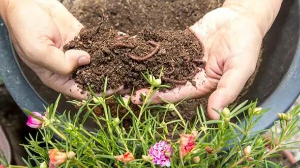 کمپوست خانگی؛ راهکاری برای کاهش زباله‌ نوروزی و حفظ محیط زیست