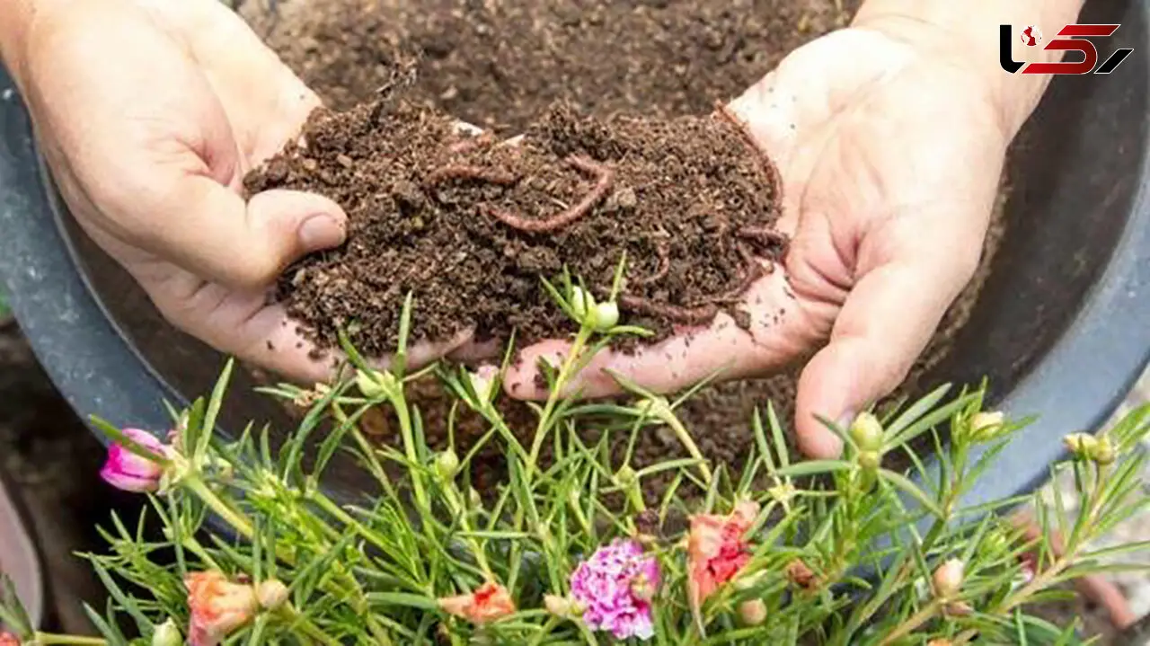 کمپوست خانگی؛ راهکاری برای کاهش زباله‌ نوروزی و حفظ محیط زیست