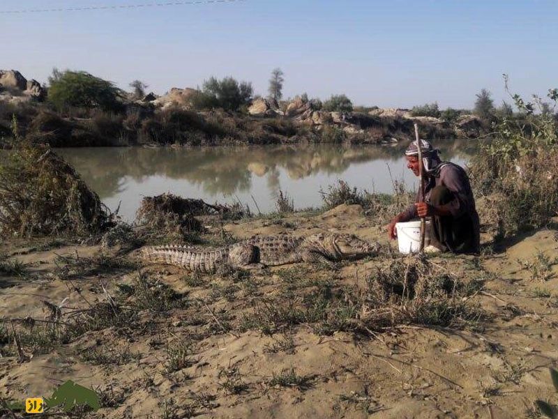 ملک‌دینار شجره