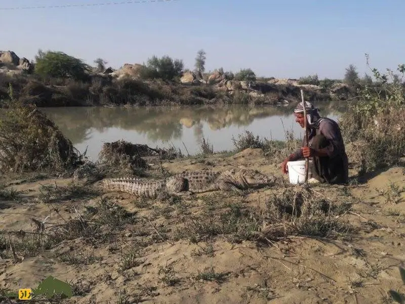 ملک‌دینار شجره