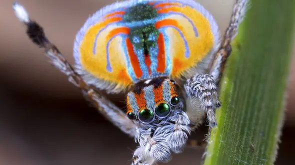 از گونه ای متفاوت از عنکبوت ها تا تمساح در کمین گوزن یالدار 