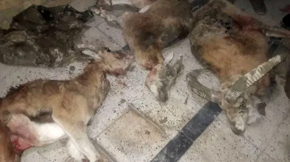  شکارچی متخلف دستگیر شد