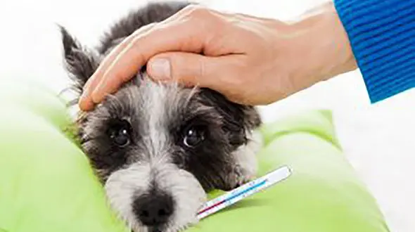 بیماری های منتقل شونده از سگ به انسان