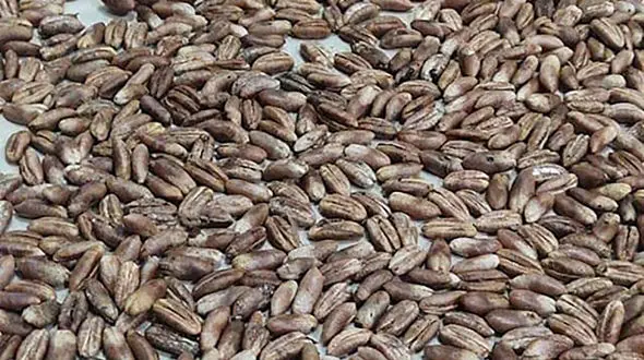 5 خاصیت شگفت انگیز هسته خرما