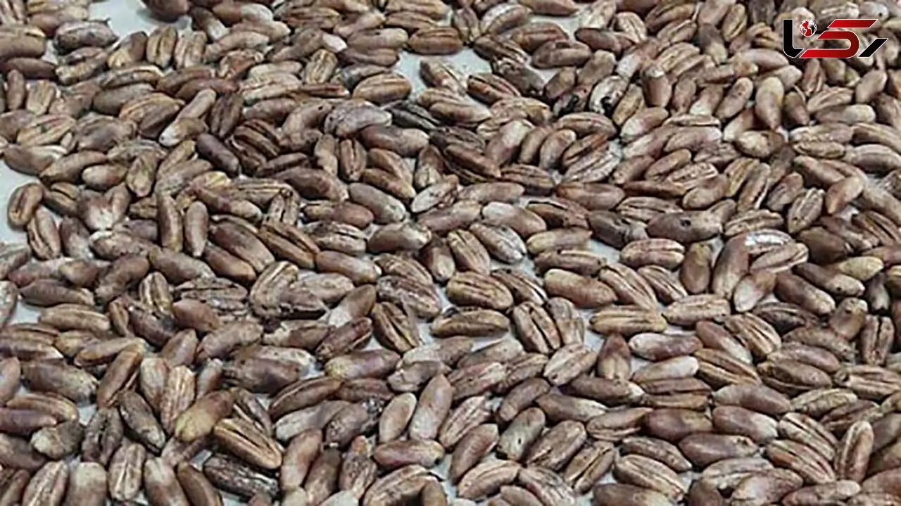 5 خاصیت شگفت انگیز هسته خرما