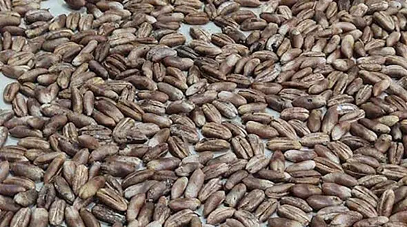 5 خاصیت شگفت انگیز هسته خرما