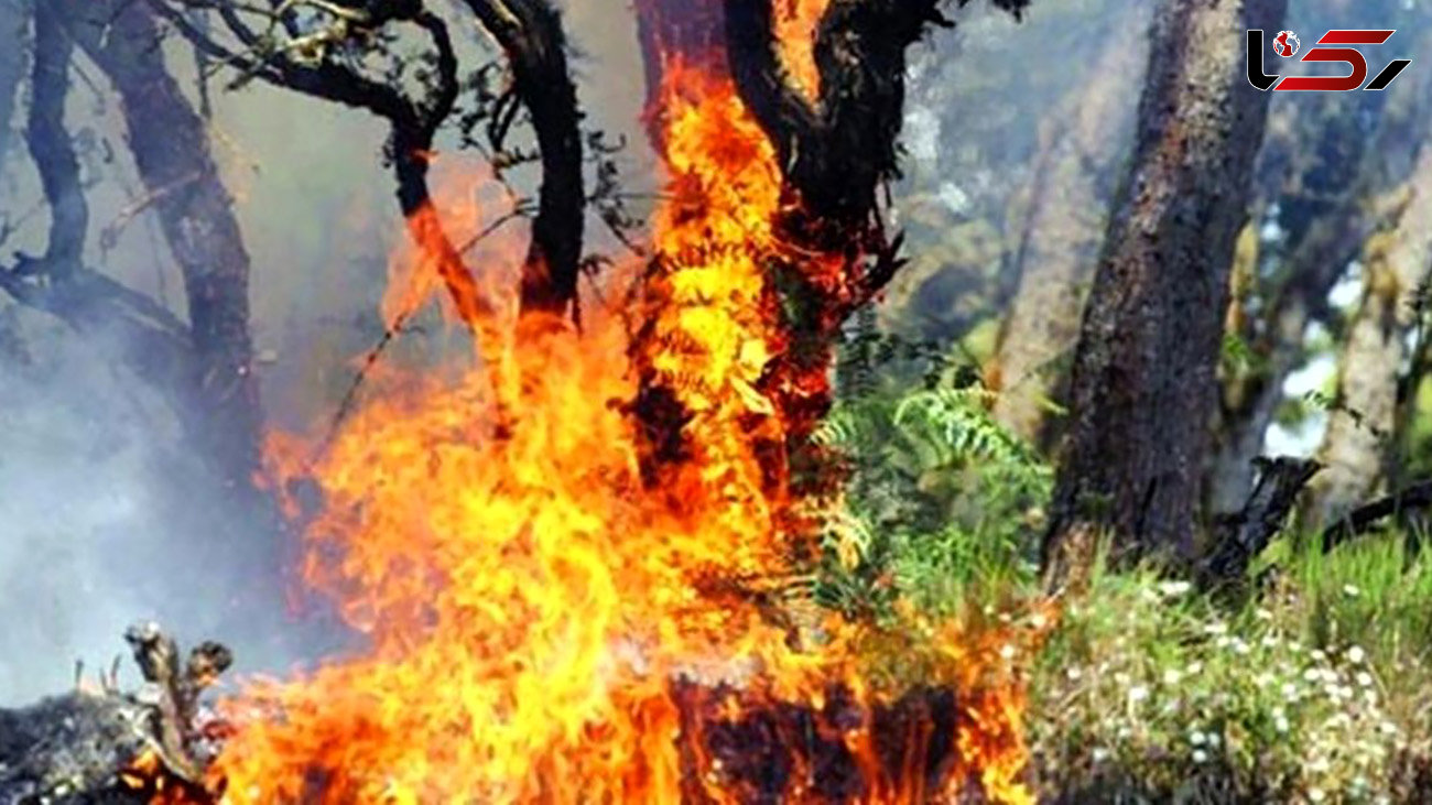 درخت گردوی 800 ساله به آتش کشیده شد / در لرستان رخ داد + فیلم  و عکس