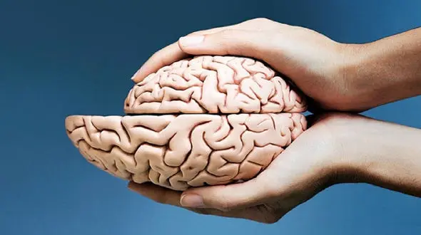 کوچک شدن مغز با بی اشتهایی 