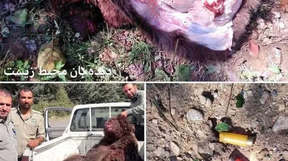 دردناکترین عکس از کباب کردن خرس در نوشهر! 