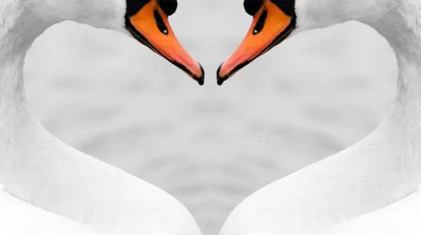 از زیبایی قو ها تا وقت گذرانی مادر و فرزند در حیات وحش