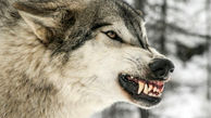 افزایش خطرناک گرگاس‌ها !  تولد بعد از جفت‌گیری گرگ و سگ ! + عکس و ممیزان مخوف بودنشان