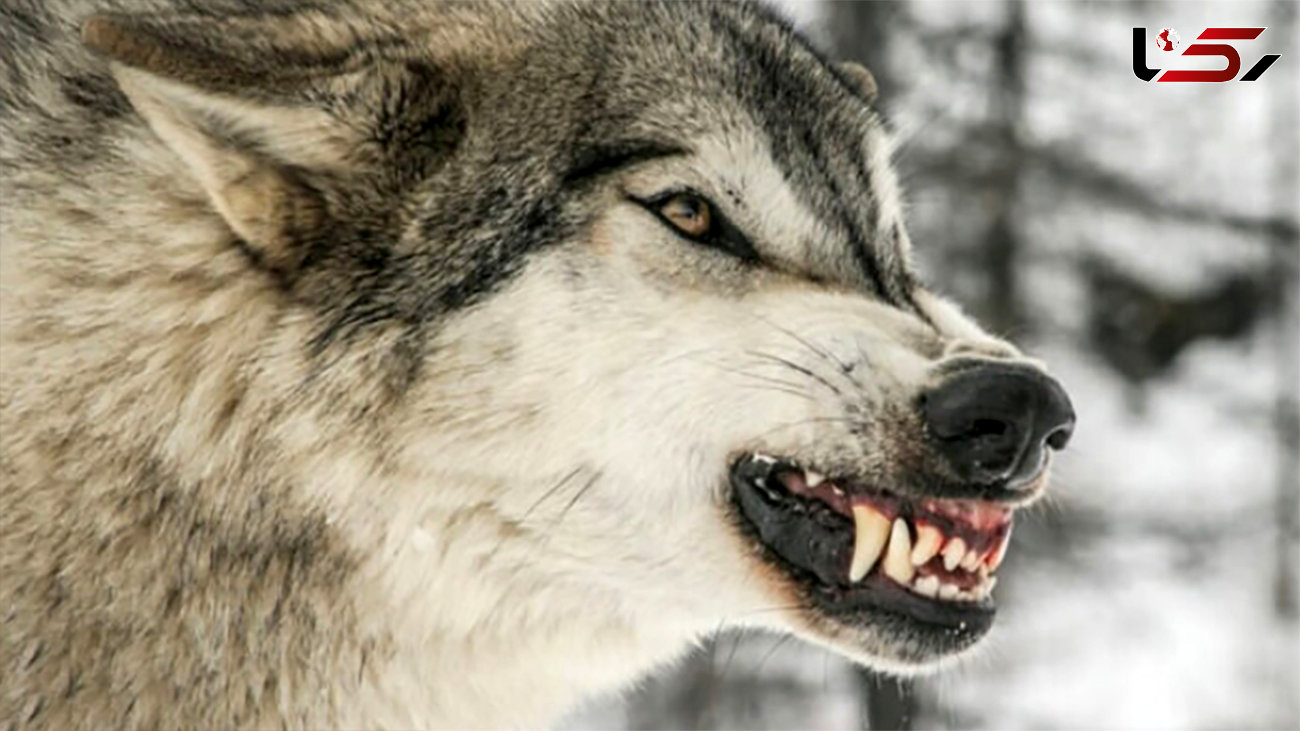 افزایش خطرناک گرگاس‌ها !  تولد بعد از جفت‌گیری گرگ و سگ ! + عکس و ممیزان مخوف بودنشان