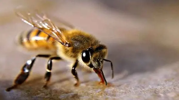 مرگ انسان ها در نبود این موجود ارزشمند+عکس