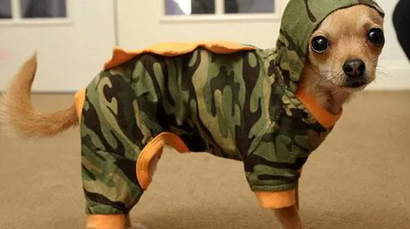 سگ بازیگوش خودرو شاسی بلند صاحبش را غرق کرد ! +فیلم / چین