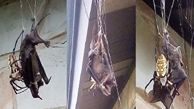 عنکبوتی که یک خفاش را شکار کرد +عکس