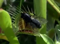 فیلم عملکرد شگفت انگیز گیاه گوشتخوار ونوس