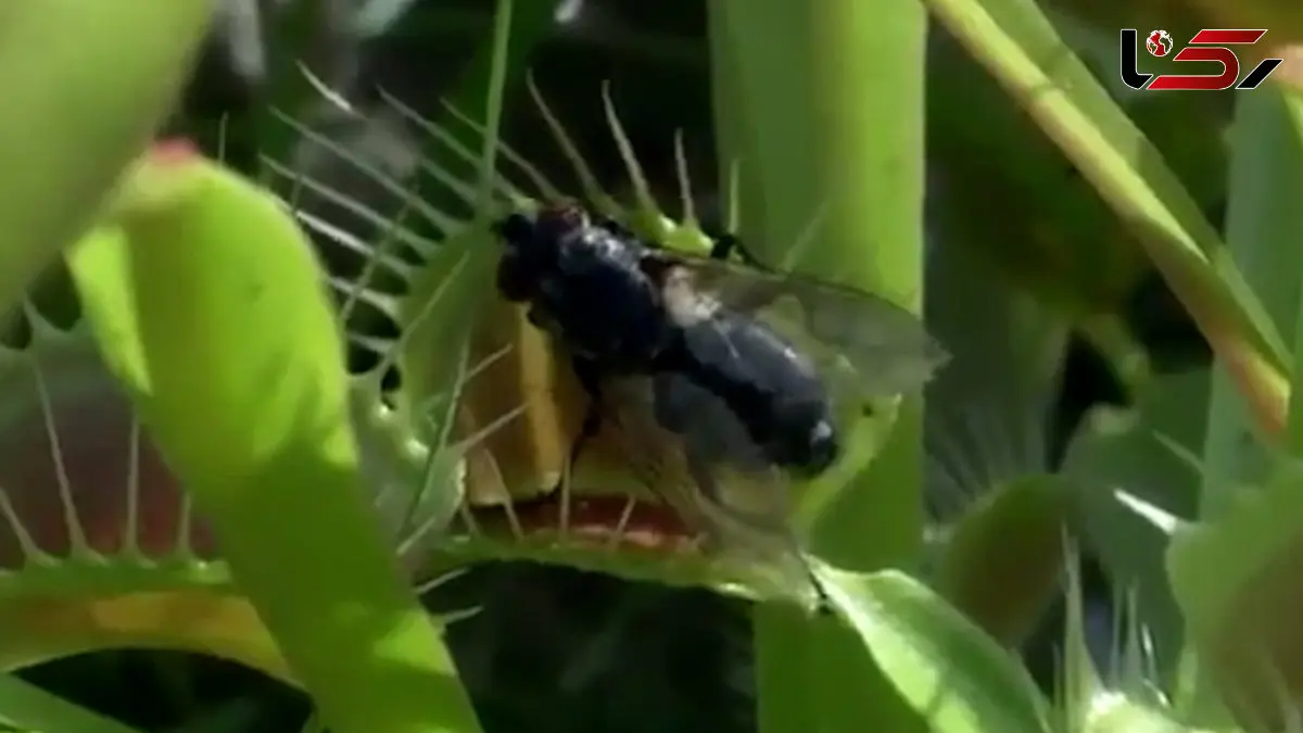 فیلم عملکرد شگفت انگیز گیاه گوشتخوار ونوس