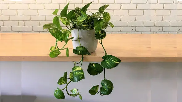 بهترین کود برای تقویت گیاه پتوس + فیلم