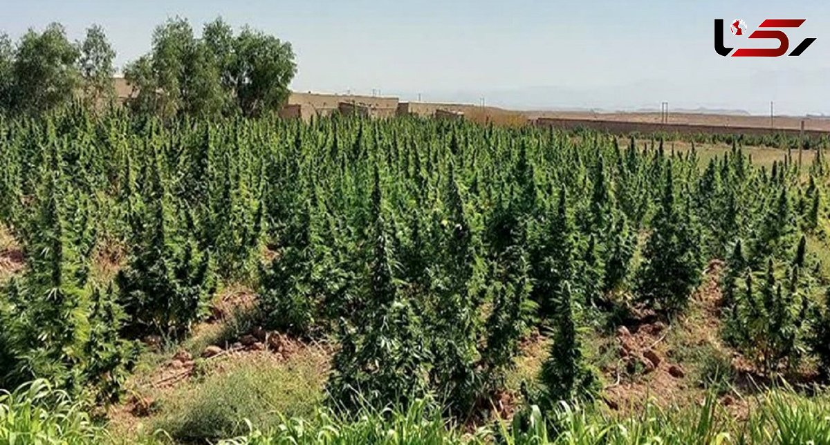 آژیر قرمز مخدر سبز در ایران / «گل»؛ مخدری که تهران را بلعیده ، میانکاله را به آتش کشیده و الیگودرز را قرق کرده است !